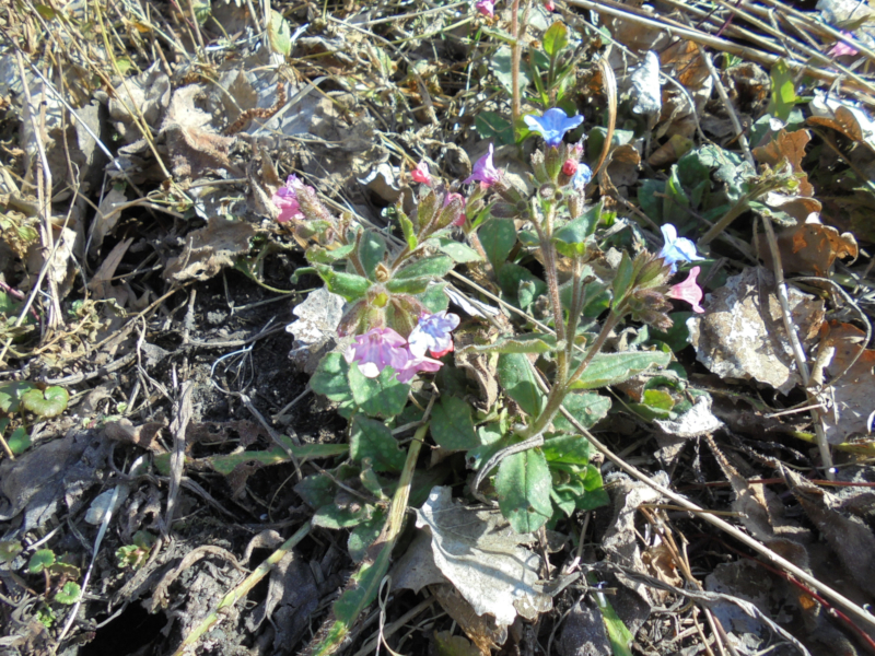 Foto Blumen