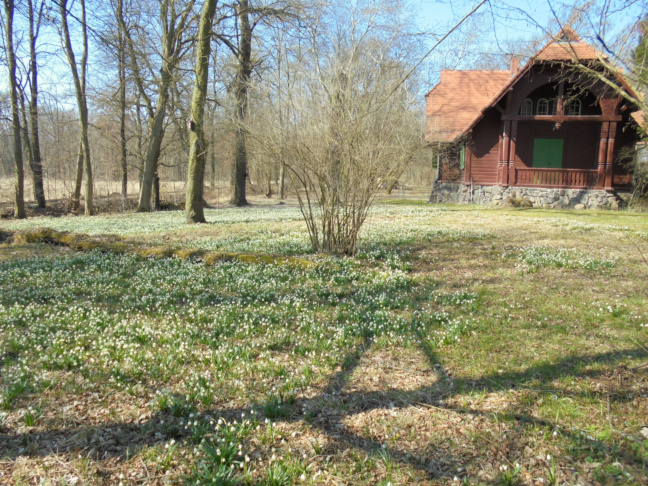 Kapenschlößchen und Märzenbecher Foto Kapenschlößchen